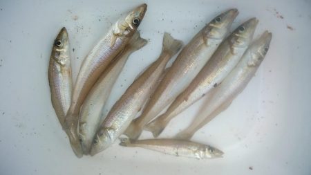 良型キスが釣れません