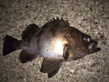 メバル&コウイカ