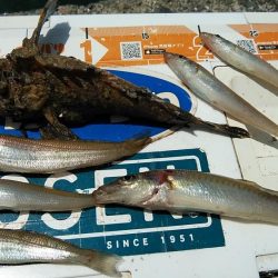 活性が下がった播磨新島のキス