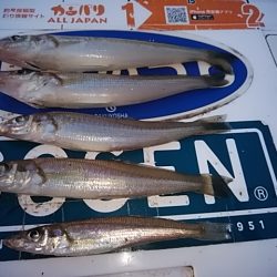 播磨新島のキス釣査