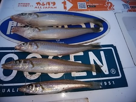 播磨新島のキス釣査