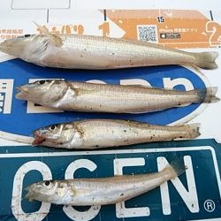 更に厳しい播磨新島のキス