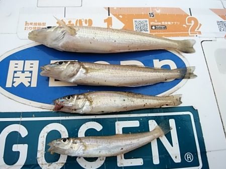 更に厳しい播磨新島のキス