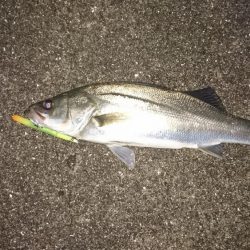 今年初シーバス