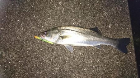 今年初シーバス