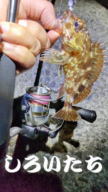 広く探ってきました。