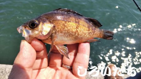 狙いのチヌは不発。