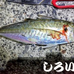 アジのウキ釣りに