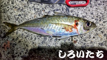 アジのウキ釣りに