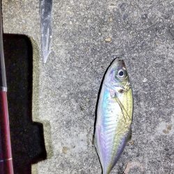 やはり、場所によって釣り方がある。