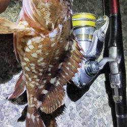 アジはいなかったのでガシラ狙い。