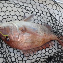 ノッコミ真鯛タイラバ