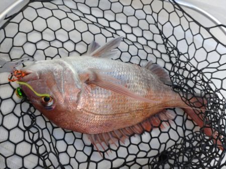 ノッコミ真鯛タイラバ