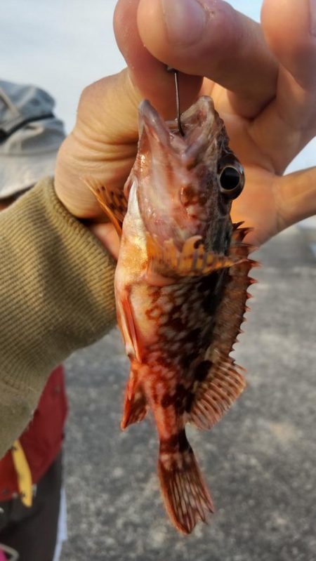 小物五目達成！