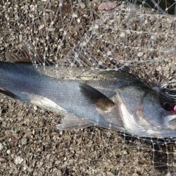 イワシ大量発生