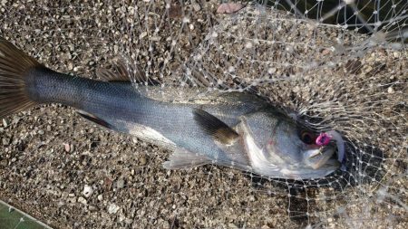 イワシ大量発生