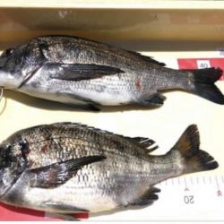 ヨットハーバー冲