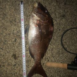 まさかの真鯛品切れ