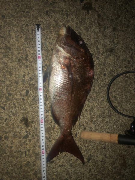 まさかの真鯛品切れ