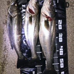 久しぶりのシーバス釣り