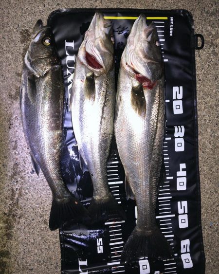 久しぶりのシーバス釣り