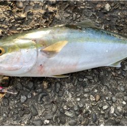 ハマチ釣れました！