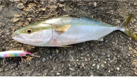 ハマチ釣れました！