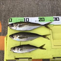 連日の朝マズメ