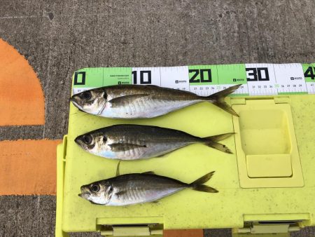 連日の朝マズメ