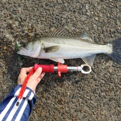 シーバス40cm シーズン前の一匹