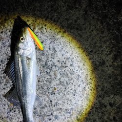 8か月ぶりのシーバスは爆釣でした