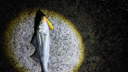 8か月ぶりのシーバスは爆釣でした