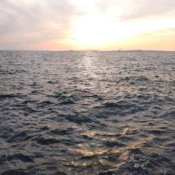 ストップアンドゴーでガシラ、メバル