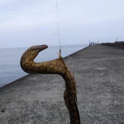 ウツボとアカカサゴとスレまくったスズキさん