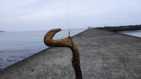 ウツボとアカカサゴとスレまくったスズキさん