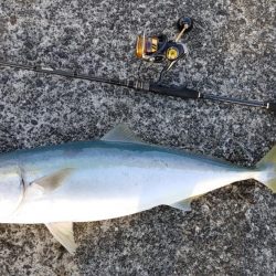 跳ねてるのはスズキなのに何故かブリ釣れたｗ