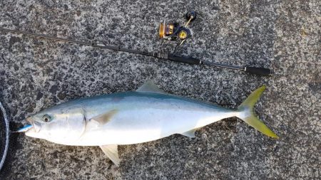 跳ねてるのはスズキなのに何故かブリ釣れたｗ