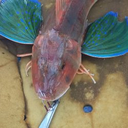 巻き巻きネギング