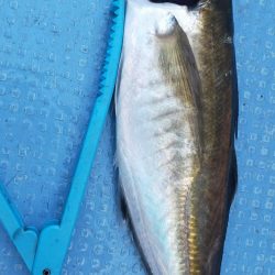 余裕の尺オーバー