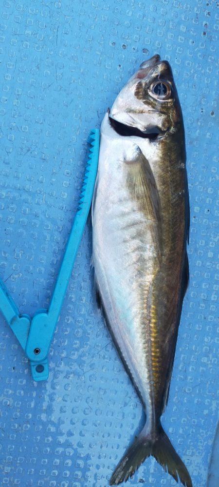 余裕の尺オーバー