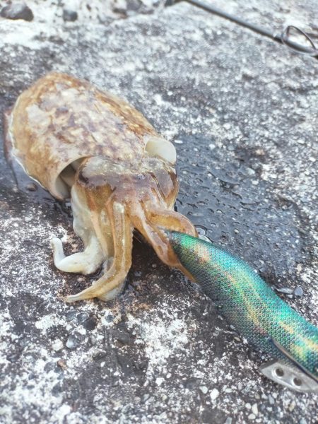 コウイカばかり