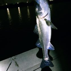 今年初シーバス