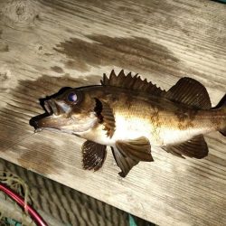 ３度目のボートメバルも爆釣！