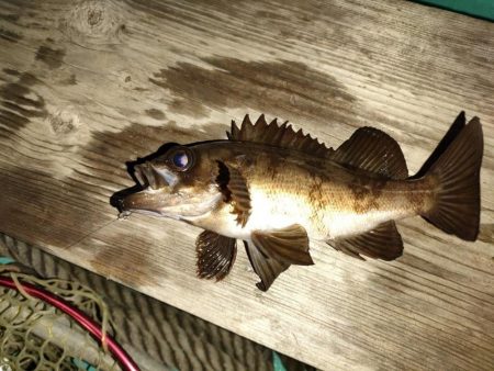 ３度目のボートメバルも爆釣！