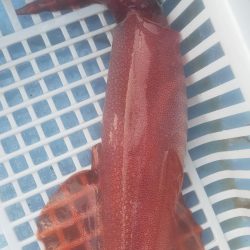 シロイカ調査 大剣ゲット