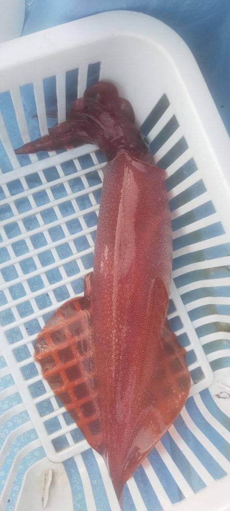 シロイカ調査 大剣ゲット