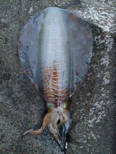 #アオリイカ2Kgアップ