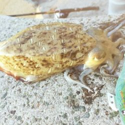 今日もコウイカ