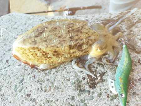 今日もコウイカ