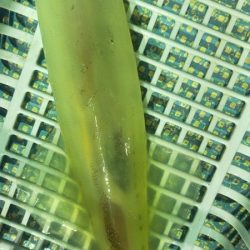 最後にラッシュ